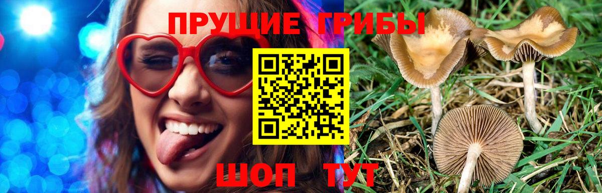 Галлюциногенные грибы Psilocybine cubensis  Вход с VPN  Нижний Тагил 